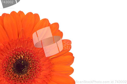 Image of part of Gerbera