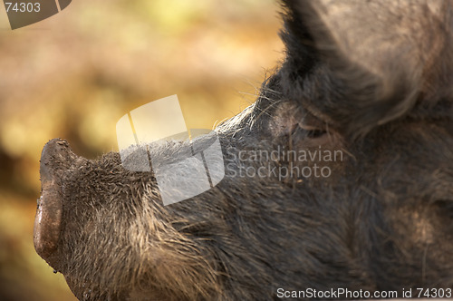 Image of Berkshire boar