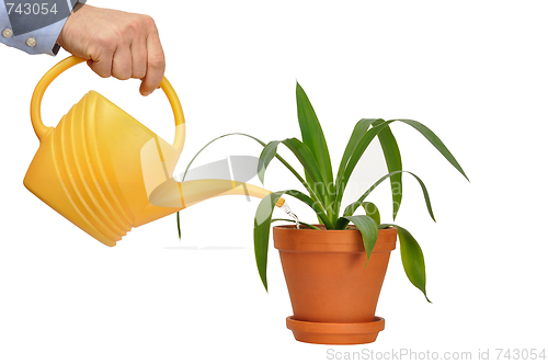 Image of Watering