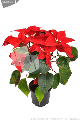 Image of Poinsettia