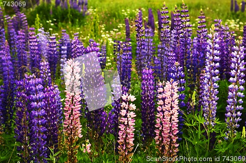 Image of Purple and pink garden lupin flowers