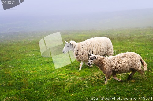 Image of Sheep in Newfoundland