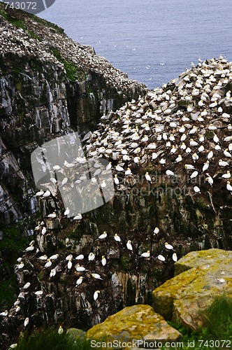 Image of Cape St. Mary's Ecological Bird Sanctuary in Newfoundland