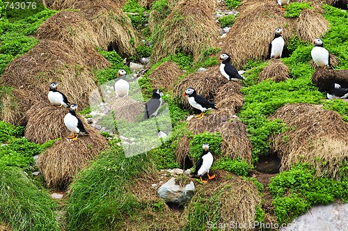 Image of Puffins nesting in Newfoundland