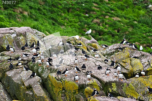 Image of Puffins on rocks in Newfoundland