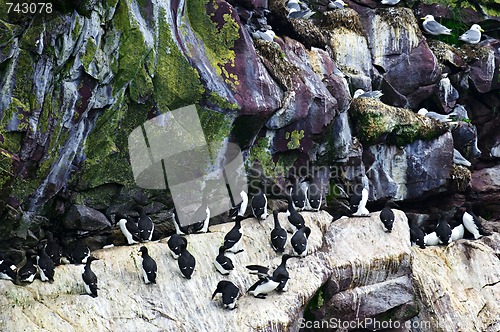Image of Birds at Cape St. Mary's Ecological Bird Sanctuary in Newfoundland