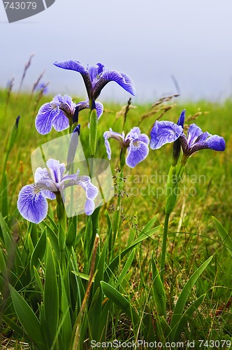 Image of Blue flag iris flowers