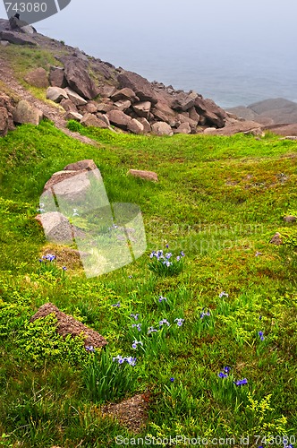 Image of Atlantic coast in Newfoundland