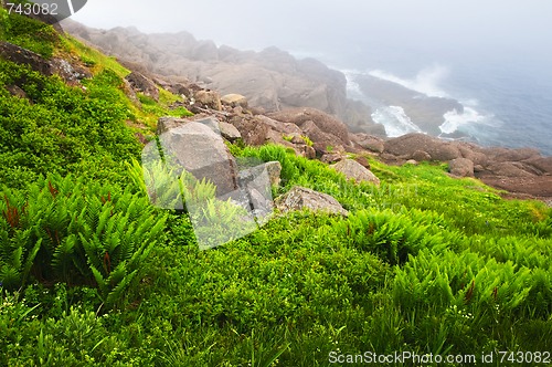 Image of Atlantic coast in Newfoundland