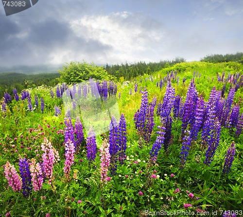 Image of Purple and pink garden lupin flowers