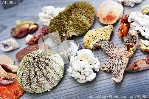 Image of Sea treasures