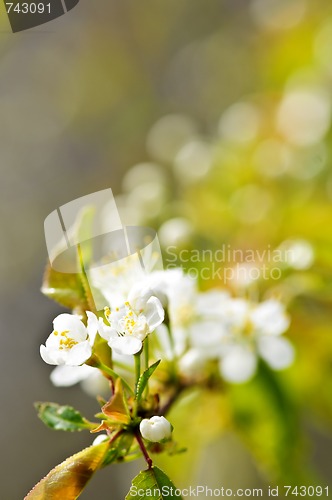 Image of Gentle white spring flowers