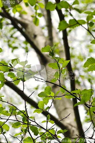 Image of Elm tree in spring