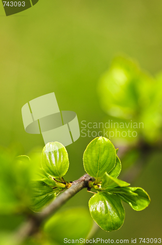 Image of Green spring leaves