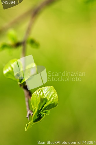 Image of Green spring leaves