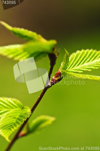 Image of Green spring leaves