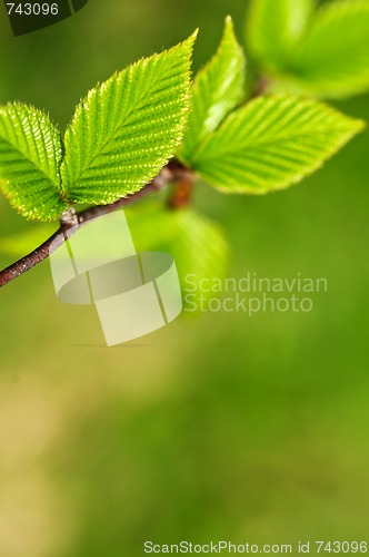 Image of Green spring leaves