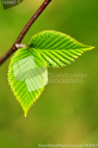 Image of Green spring leaves