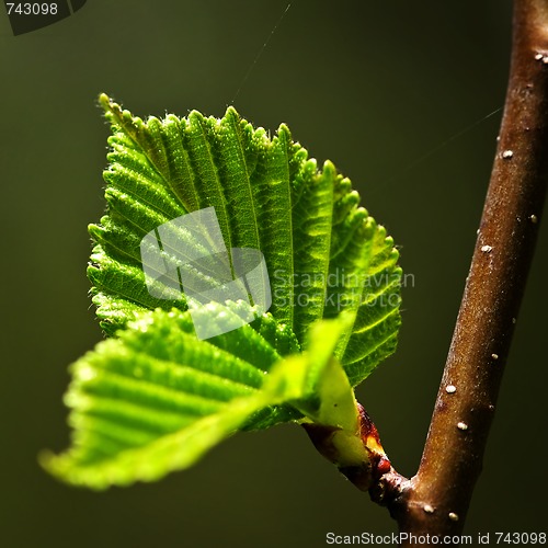 Image of Green spring leaves