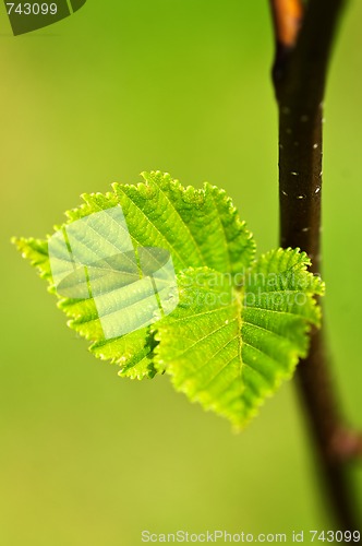 Image of Green spring leaves