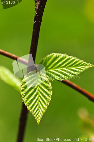 Image of Green spring leaves