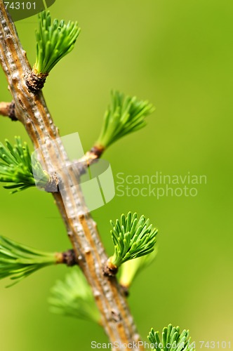 Image of Green spring needles