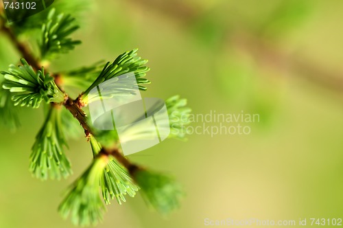 Image of Green spring needles