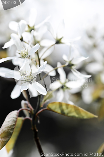 Image of Gentle white spring flowers