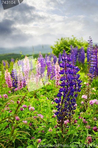 Image of Purple and pink garden lupin flowers