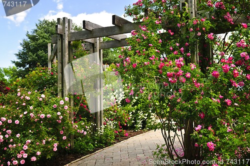 Image of Lush green garden