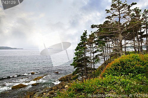 Image of Atlantic coast in Newfoundland