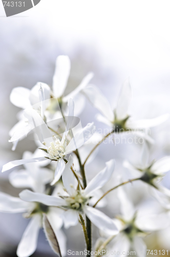 Image of Gentle white spring flowers