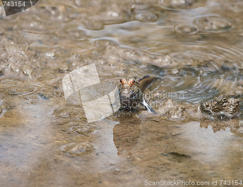 Image of Mudskipper