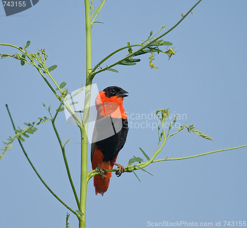 Image of Northern Red Bishop