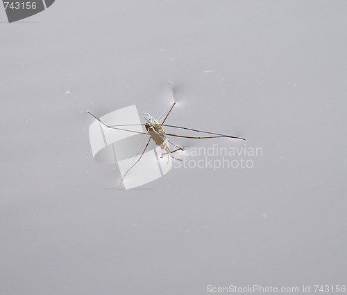 Image of Pond Skater