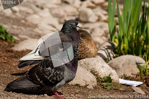 Image of Pair of doves