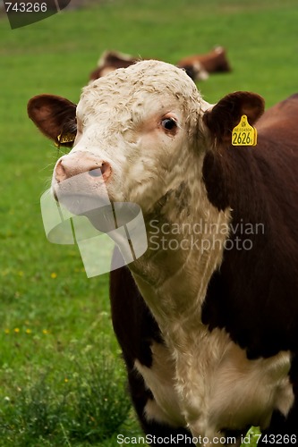 Image of bull