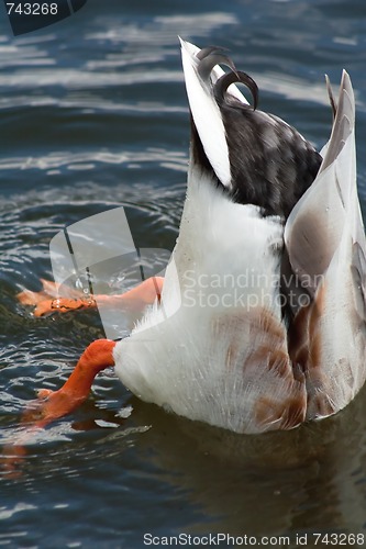 Image of bottom up