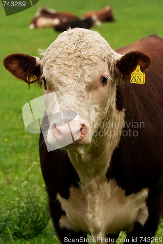 Image of bulls head