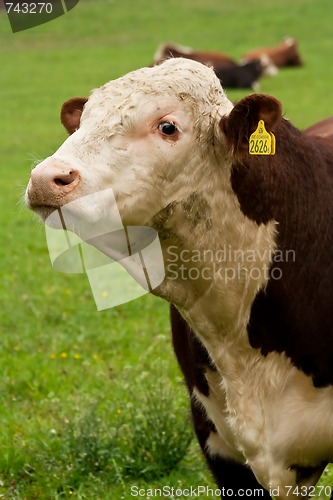 Image of Hereford bull