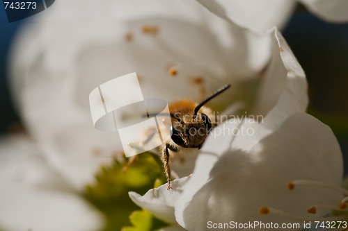 Image of bee in cherryblossom