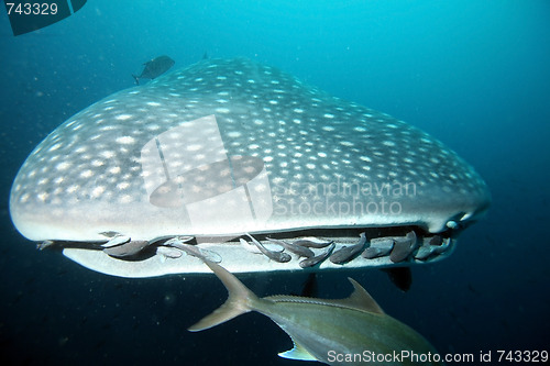 Image of Approaching head of whale shark