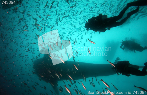 Image of scuba diver approaching whale shark in galapagos islands waters