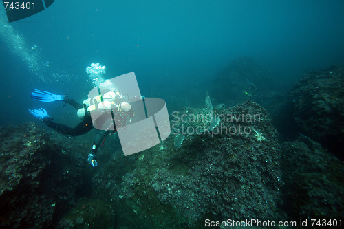 Image of Scuba diver and sea turtle