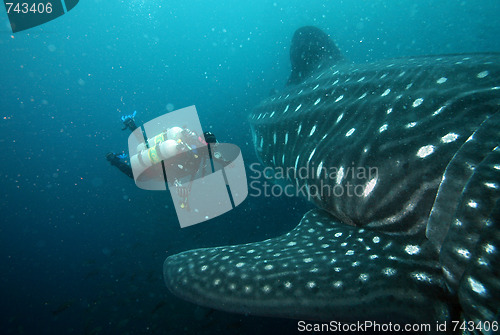 Image of scuba diver approaching whale shark in galapagos islands waters