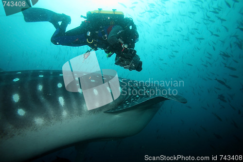 Image of scuba diver approaching whale shark in galapagos islands waters and taking photos