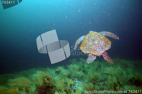 Image of sea turtle in galapagos