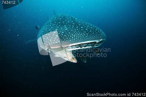 Image of Approaching head of whale shark