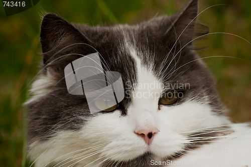 Image of cats head