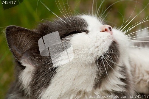 Image of Sleepy cat